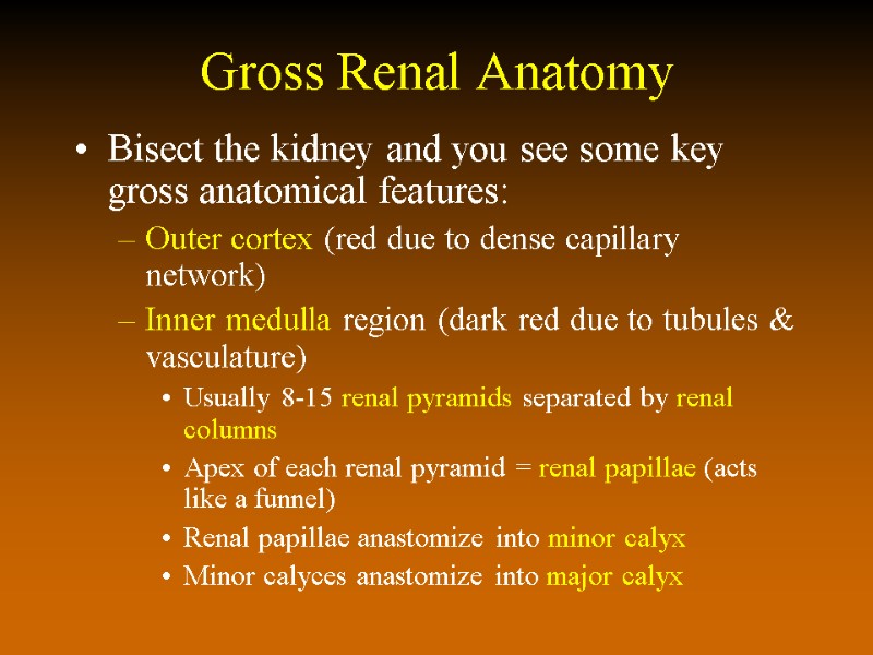 Gross Renal Anatomy Bisect the kidney and you see some key gross anatomical features: